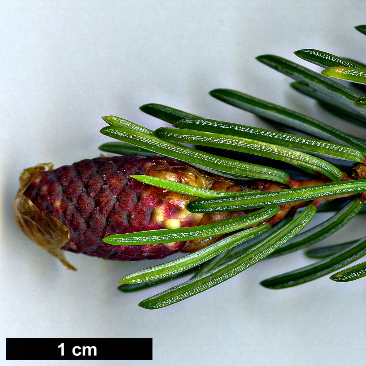 High resolution image: Family: Pinaceae - Genus: Picea - Taxon: alcoquiana - SpeciesSub: var. reflexa High resolution image: Family: Pinaceae - Genus: Picea - Taxon: alcoquiana - SpeciesSub: var. reflexa